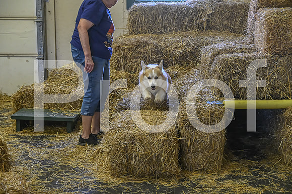 NBP_Barn hunt-414