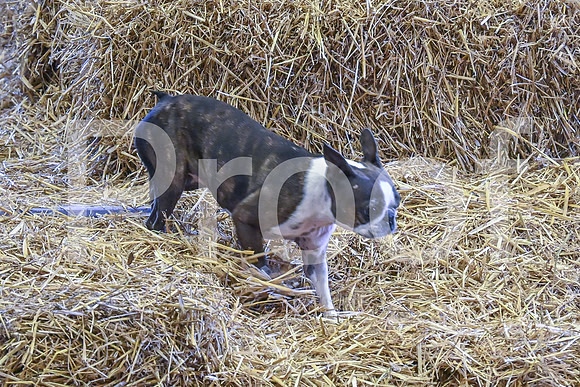 NBP_Barn hunt-87