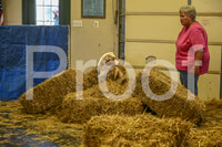 NBP_Barn hunt-406