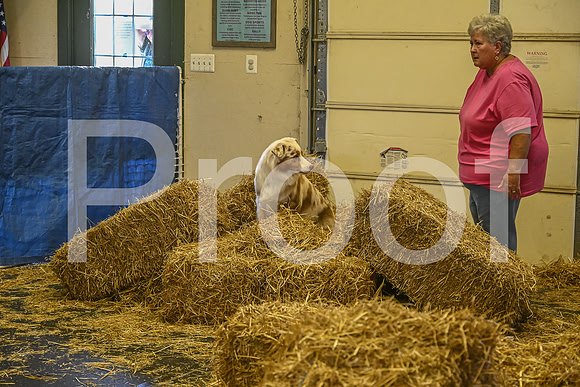 NBP_Barn hunt-406