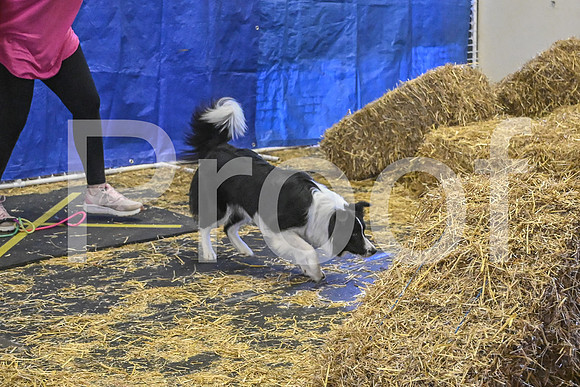 NBP_Barn hunt-466