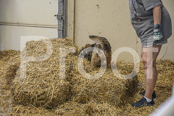 NBP_Barn hunt-373