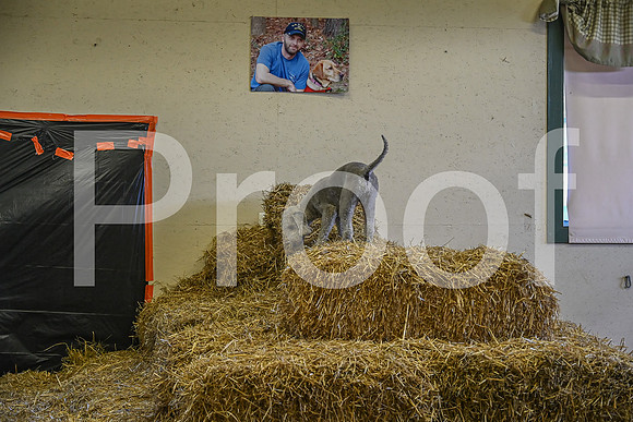 NBP_Barn hunt-287
