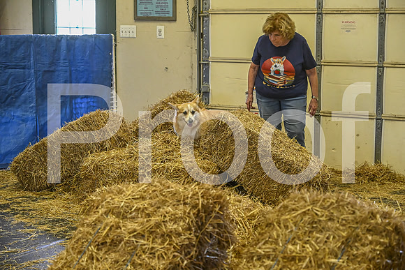 NBP_Barn hunt-423