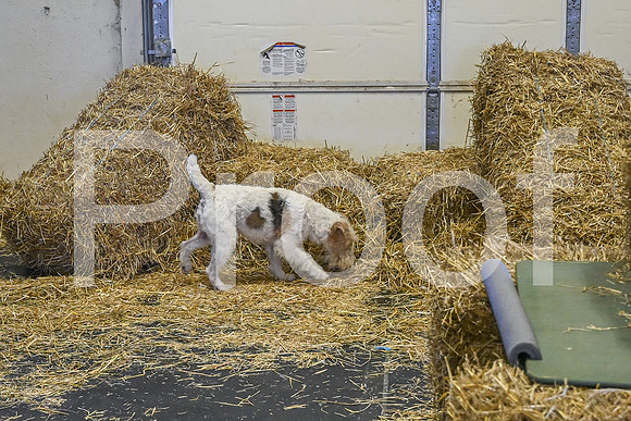 NBP_Barn hunt-143