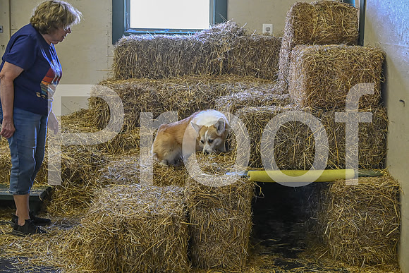 NBP_Barn hunt-418