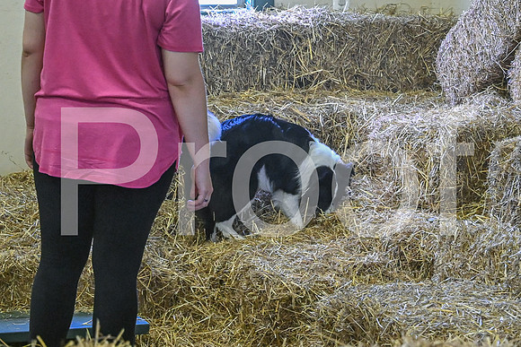 NBP_Barn hunt-468