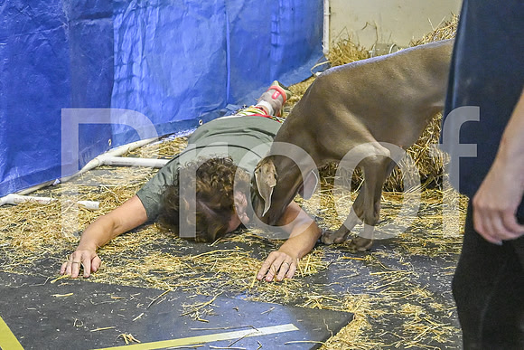 NBP_Barn hunt-439