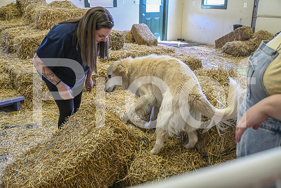NBP_Barn hunt-360