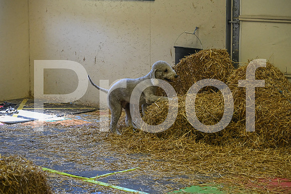 NBP_Barn hunt-284