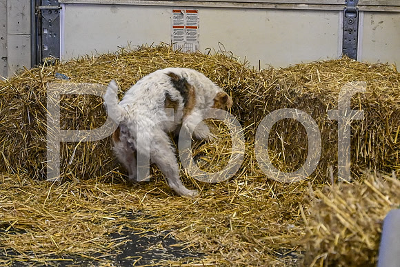 NBP_Barn hunt-102