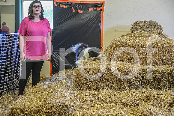 NBP_Barn hunt-356