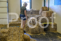 NBP_Barn hunt-401