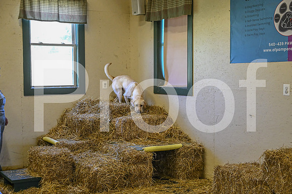 NBP_Barn hunt-196