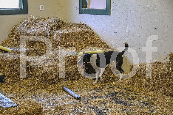 NBP_Barn hunt-211