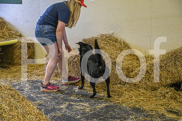 NBP_Barn hunt-297