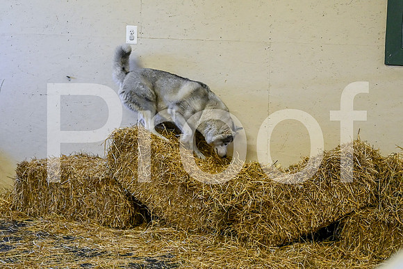 NBP_Barn hunt-149