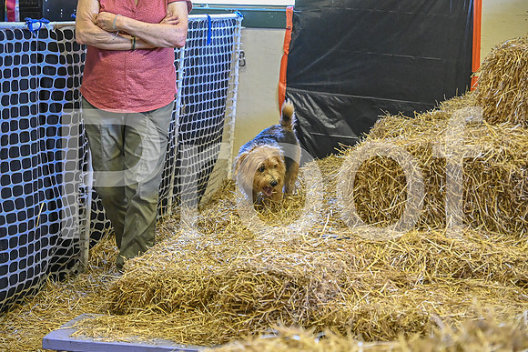 NBP_Barn hunt-333