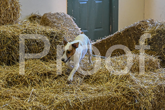 NBP_Barn hunt-60