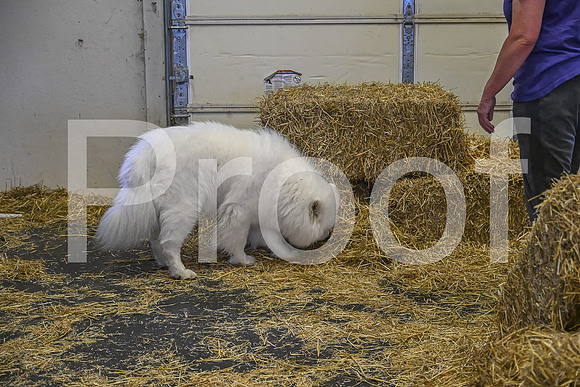NBP_Barn hunt-272