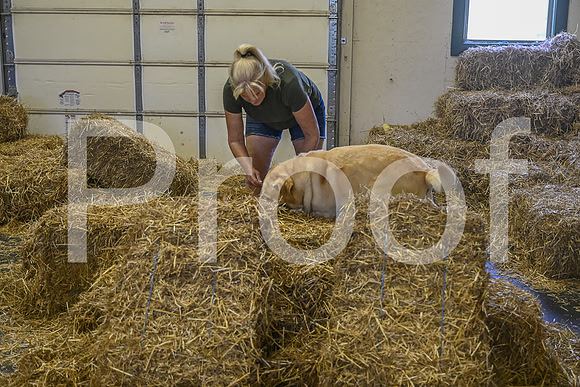 NBP_Barn hunt-399