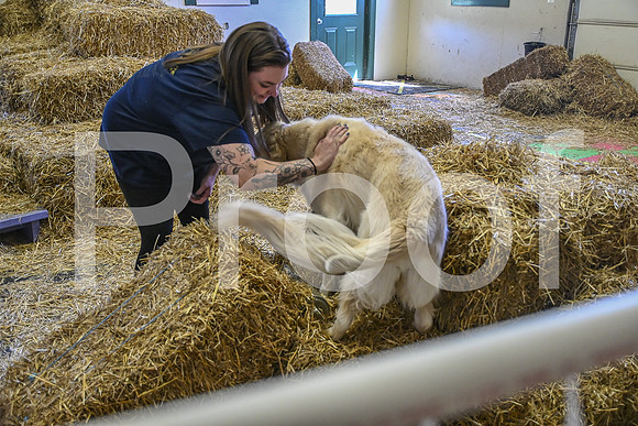 NBP_Barn hunt-359
