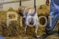 NBP_Barn hunt-63