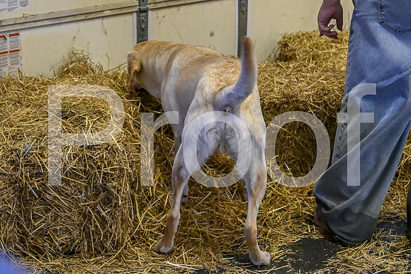 NBP_Barn hunt-63