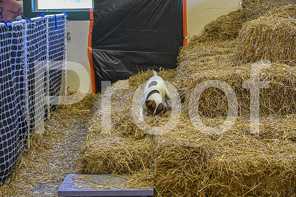 NBP_Barn hunt-371