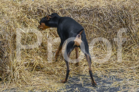 NBP_Barn hunt-97