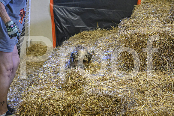 NBP_Barn hunt-376
