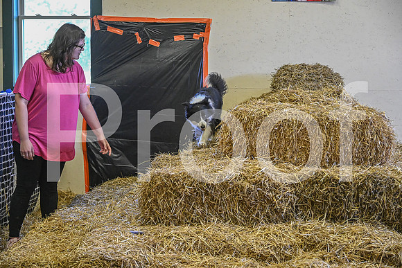 NBP_Barn hunt-353