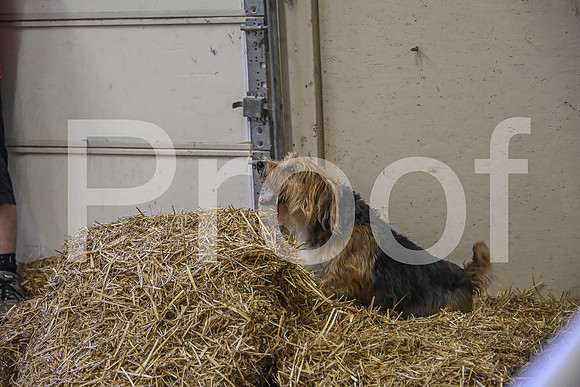 NBP_Barn hunt-337