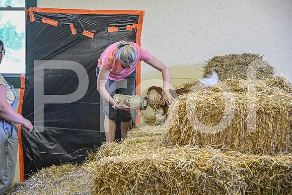 NBP_Barn hunt-342