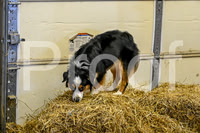NBP_Barn hunt-56