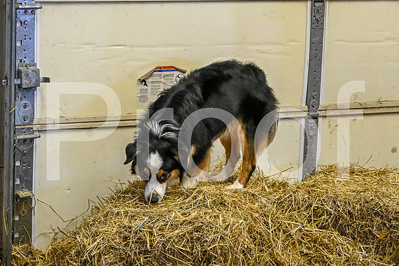 NBP_Barn hunt-56