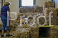 NBP_Barn hunt-410
