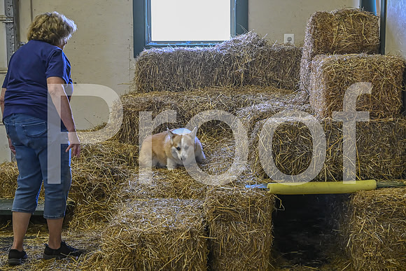 NBP_Barn hunt-410