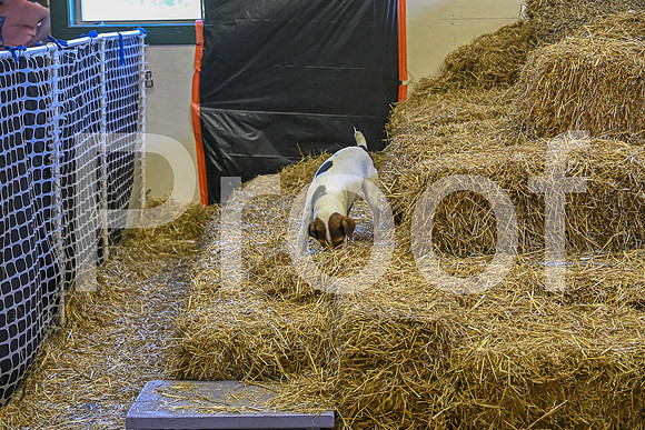 NBP_Barn hunt-370