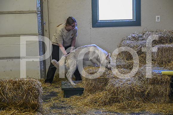 NBP_Barn hunt-317