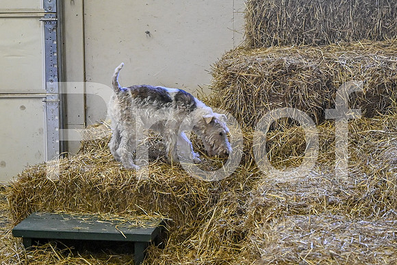 NBP_Barn hunt-484