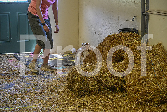 NBP_Barn hunt-395