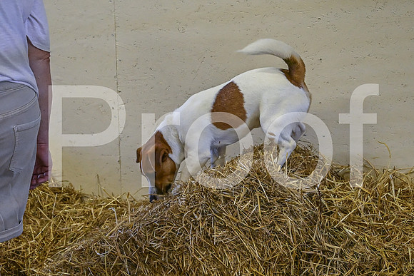 NBP_Barn hunt-167