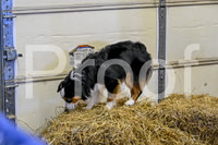 NBP_Barn hunt-55