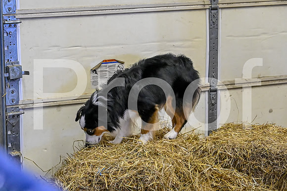 NBP_Barn hunt-55