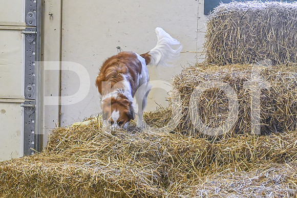 NBP_Barn hunt-445