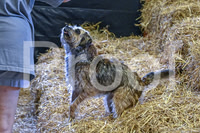 NBP_Barn hunt-15