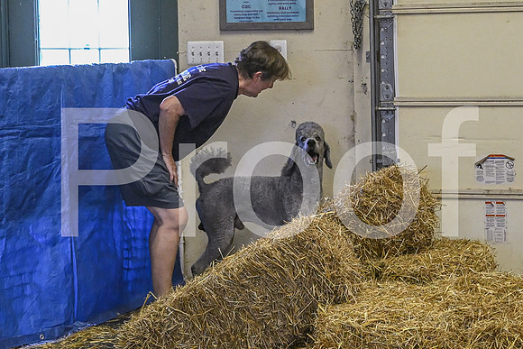 NBP_Barn hunt-464