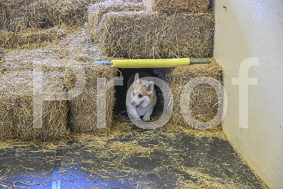 NBP_Barn hunt-424