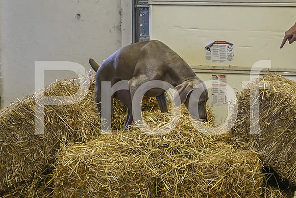 NBP_Barn hunt-435